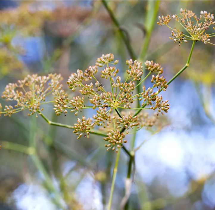 Gewöhnlicher Fenchel