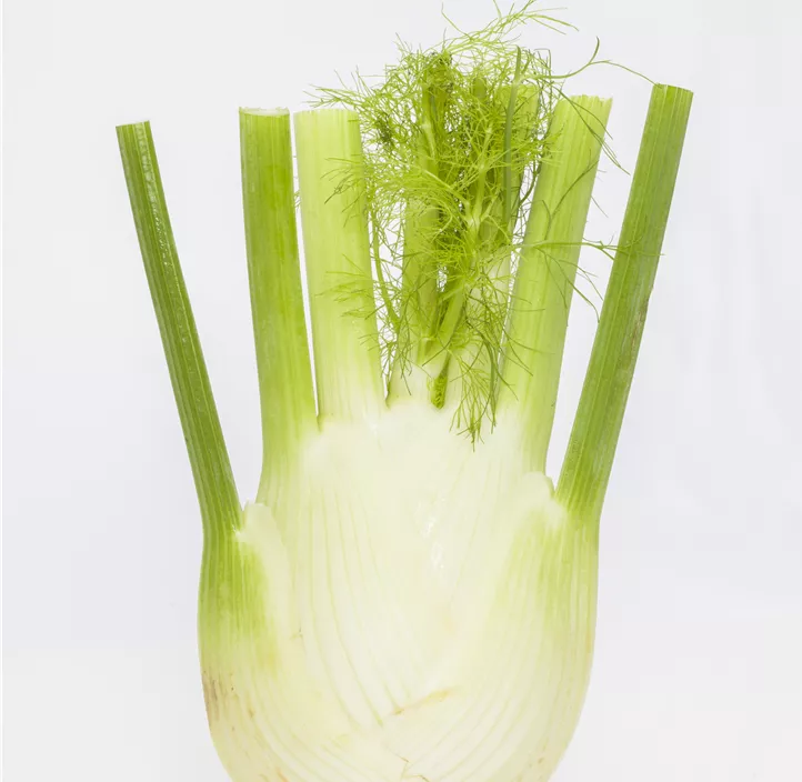 Gewöhnlicher Fenchel