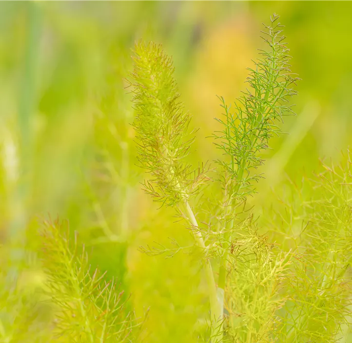 Gewöhnlicher Fenchel