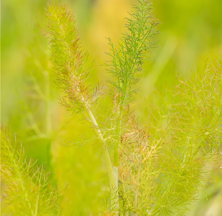 Gewöhnlicher Fenchel