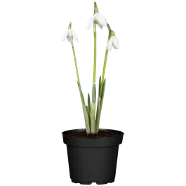 Galanthus nivalis