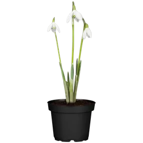 Galanthus nivalis