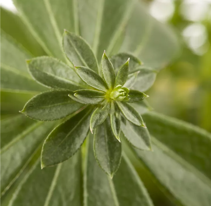 Echter Waldmeister