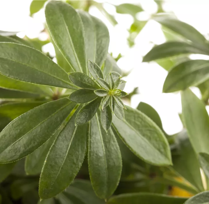 Echter Waldmeister