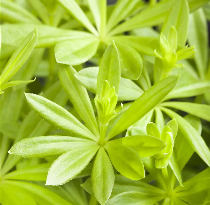 Echter Waldmeister