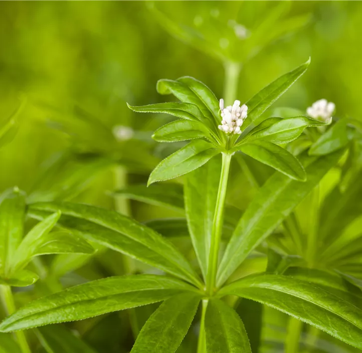 Echter Waldmeister