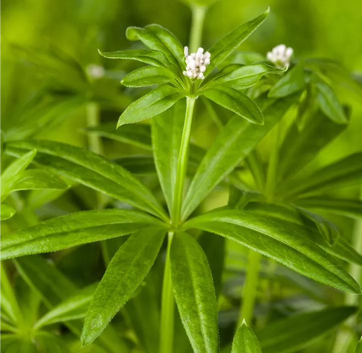 Echter Waldmeister