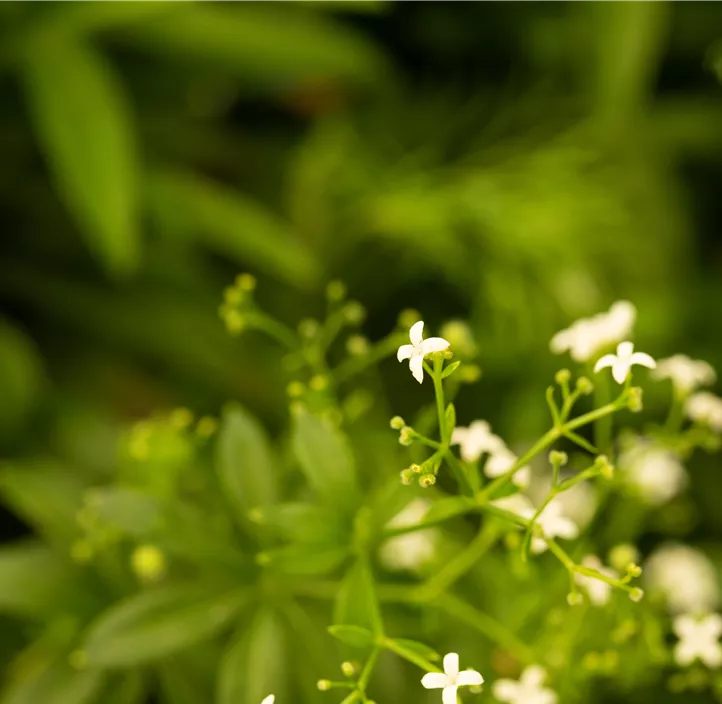 Echter Waldmeister