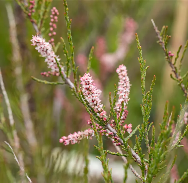 Kleinblütige Tamariske