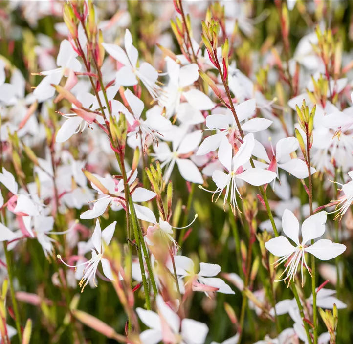 Garten-Prachtkerze 