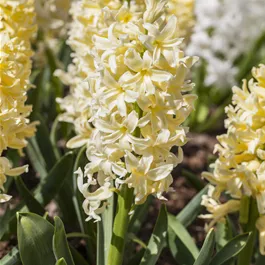 Hyacinthus orientalis 