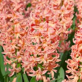 Hyacinthus orientalis lachs