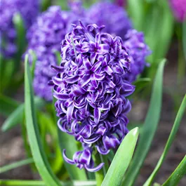 Hyacinthus orientalis lila