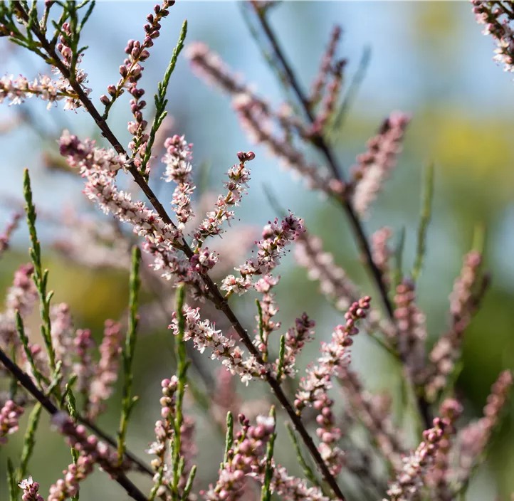 Kleinblütige Tamariske