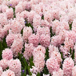 Hyacinthus orientalis rosa