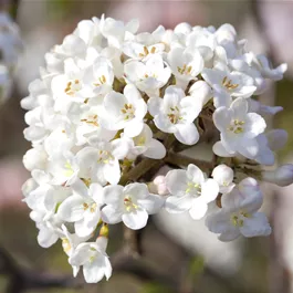 Viburnum carlesii Aurora