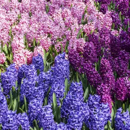 Hyacinthus orientalis Trikolore