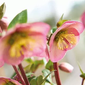 Helleborus Frost Kiss