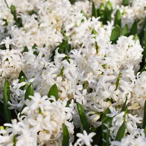 Hyacinthus orientalis weiß