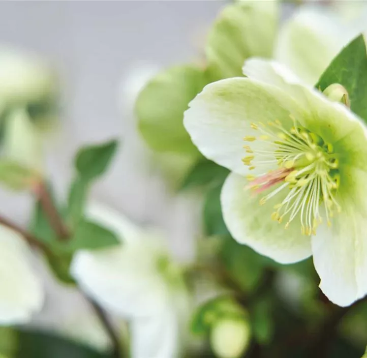 Schneerose 'Frostkiss®'