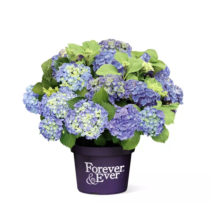 Bauernhortensie 'Forever & Ever'® 