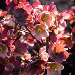 Helleborus Ice N' Roses