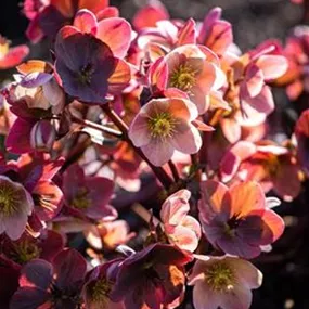 Helleborus Ice N' Roses