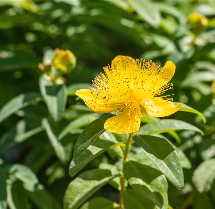 Großkelchiges Johanniskraut