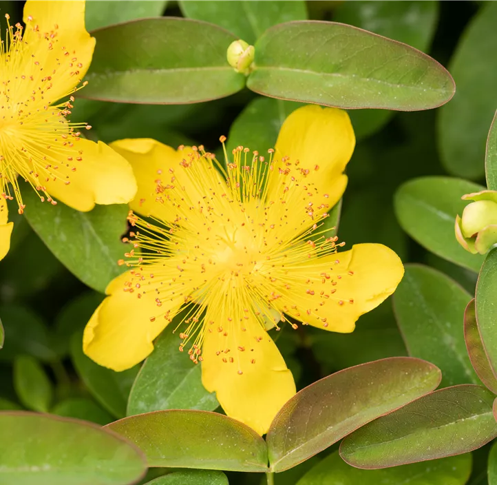 Großkelchiges Johanniskraut