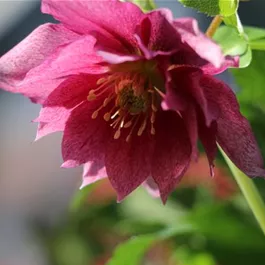 Helleborus Orientalis