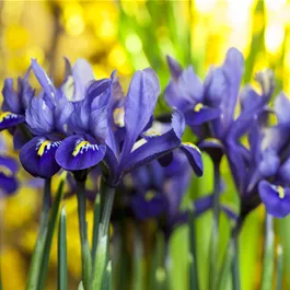 Iris reticulata Harmony