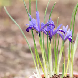 Iris reticulata Purple Gem