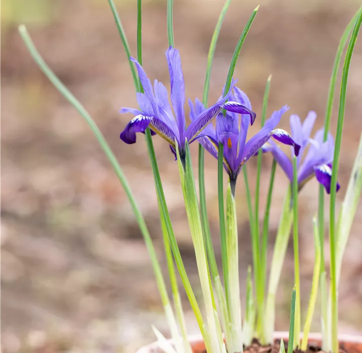 Zwerg-Iris 'Purple Gem'