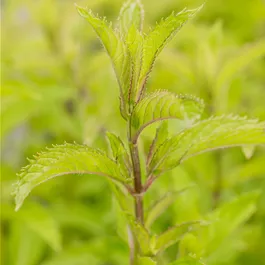 Mentha gentilis