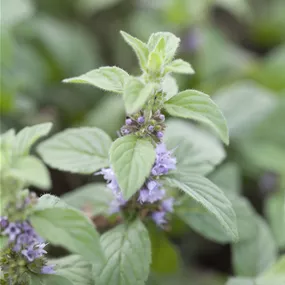 Mentha piperita