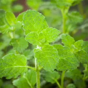 Mentha piperita