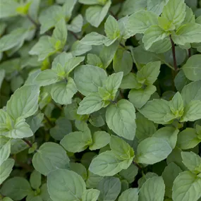 Mentha piperita