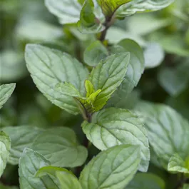 Mentha piperita