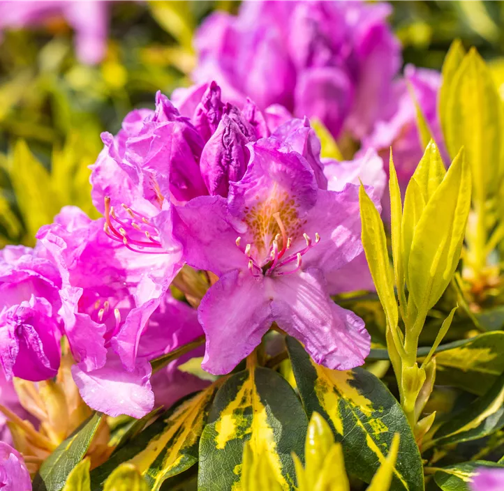 Rhododendron-Hybride 'Goldflimmer'