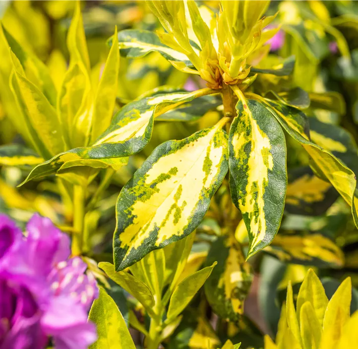 Rhododendron-Hybride 'Goldflimmer'