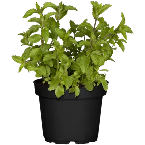 Mentha piperita