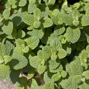 Mentha suaveolens