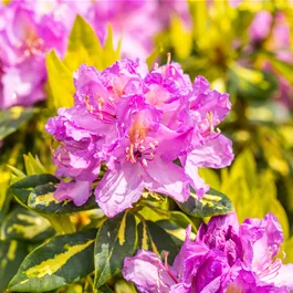 Rhododendron Goldflimmer