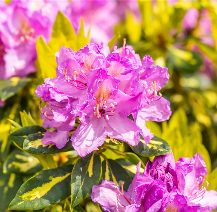 Rhododendron-Hybride 'Goldflimmer'