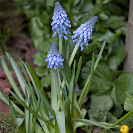 Muscari armeniacum Big Smile®