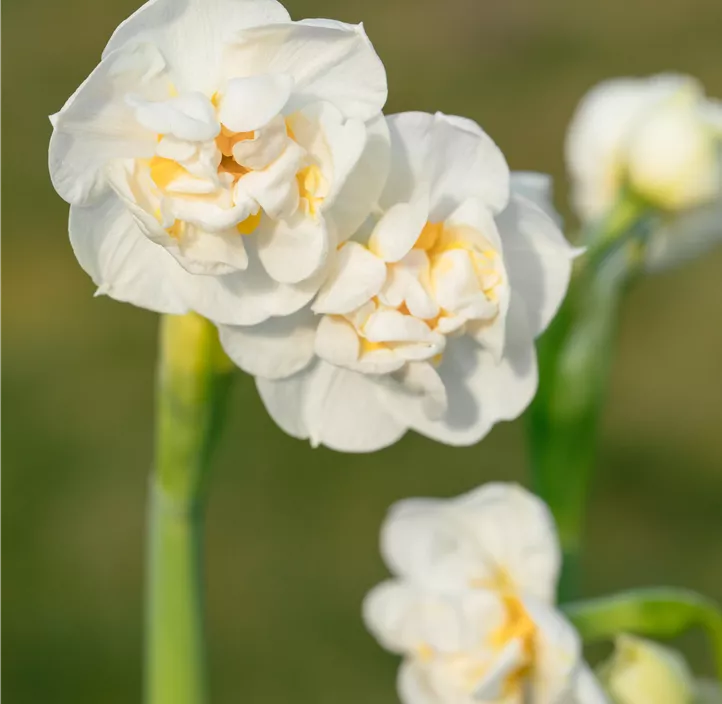 Narzisse 'Bridal Crown'