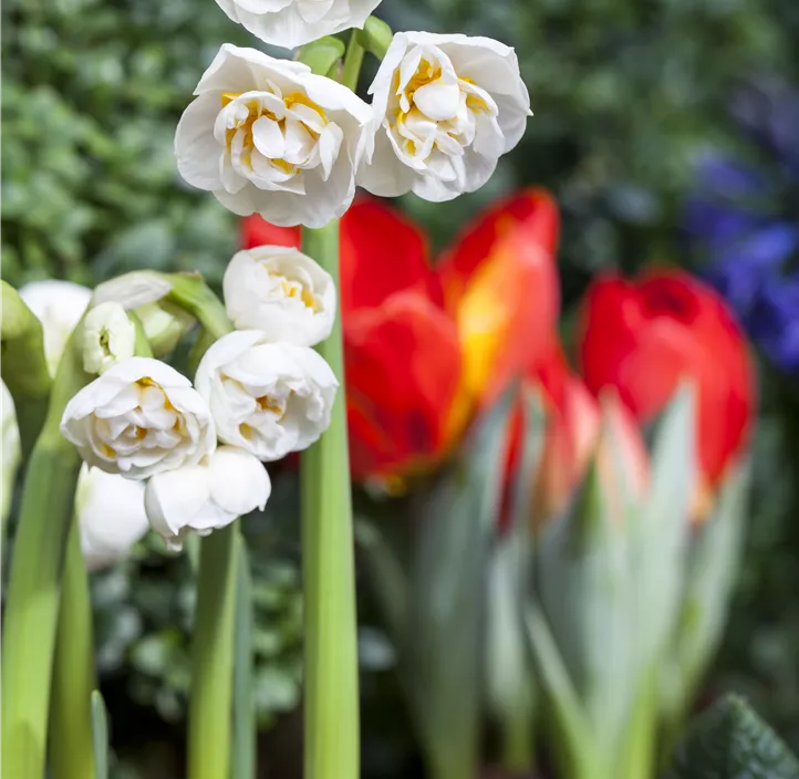 Narzisse 'Bridal Crown'