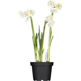 Narcissus pseudonarcissus Bridal Crown