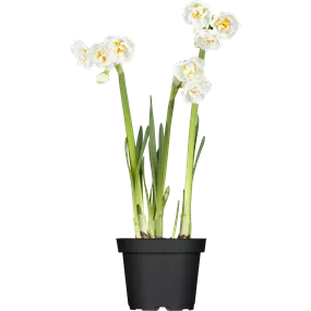 Narcissus pseudonarcissus Bridal Crown