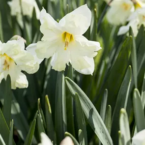 Narcissus pseudonarcissus Cassata